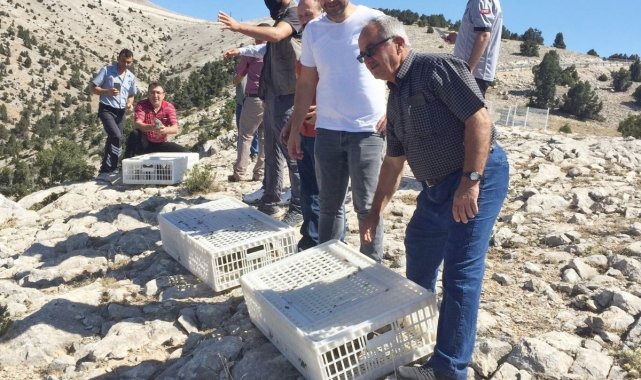 Günyüzü ilçesine 500 kınalı keklik salındı