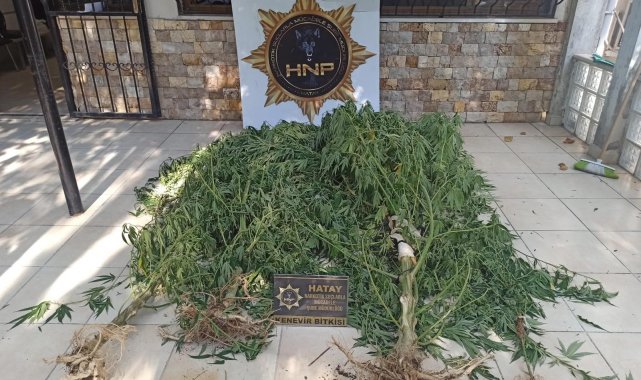 Hatay&#039;da kenevir operasyonu