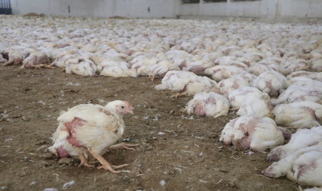 Havasız kalan 35 bin tavuk telef oldu