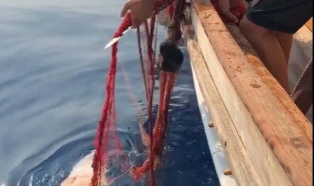 Hayalet ağlara dolanan orfozu kurtardı