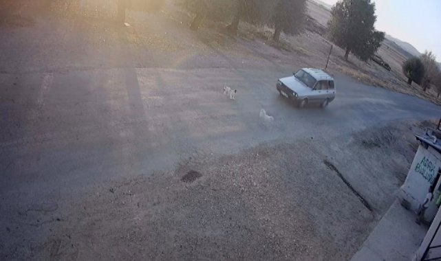 Hayvanları araçların altında kalan mahalleli yola kasis istiyor