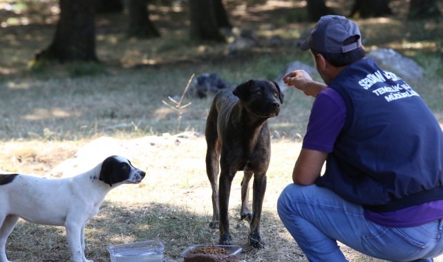 Hayvanların, sıcaklıklardan en az şekilde etkilenmeleri için seferber oldular