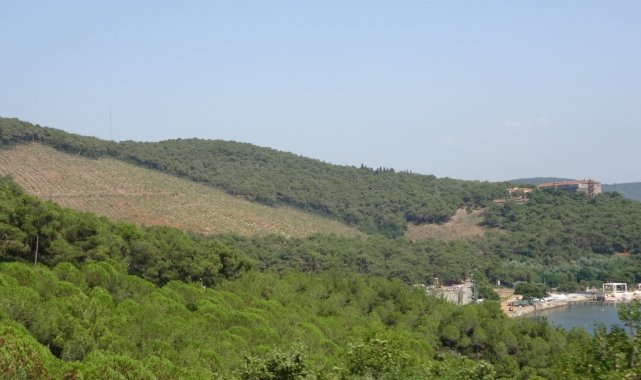 Heybeliada&#039;da 1 yıl önce yangında kül olan alanın değişimi havadan görüntülendi