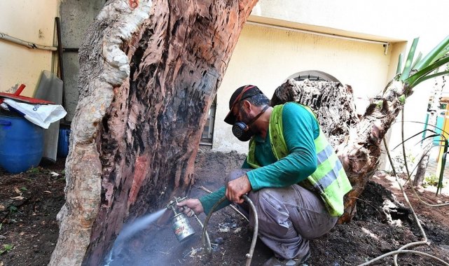 İzmir Büyükşehir Belediyesi iki yılda 120 ağacı kurtardı
