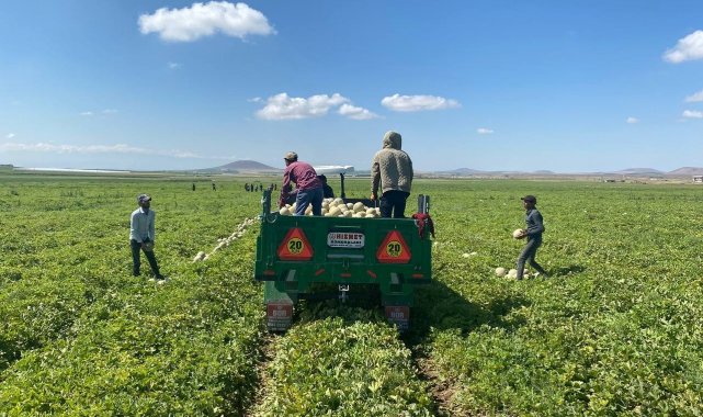 Kantalup kavunu Niğde&#039;den 5 ülkeye ihraç ediliyor