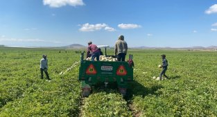 Kantalup kavunu Niğde'den 5 ülkeye ihraç ediliyor