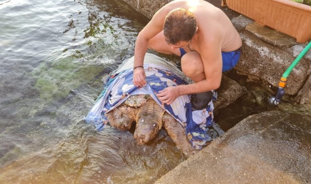 Kaplumbağa için seferber oldular