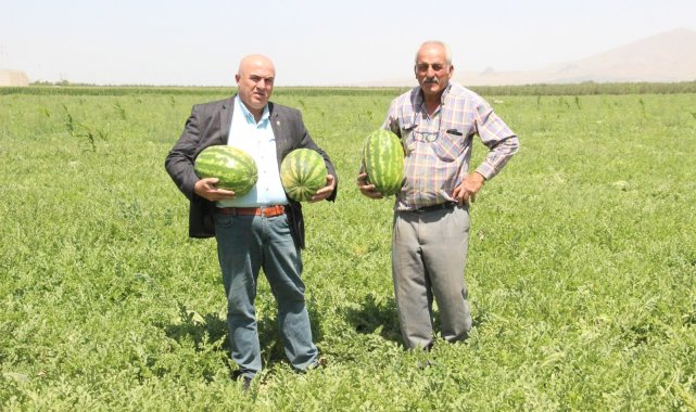 Karaman'ın karpuzu İstanbul'da sofralarda