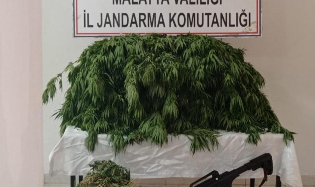 Kayısı bahçesine hint keneviri eken şahıs yakalandı