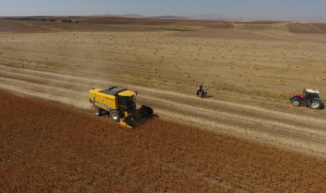 Kayseri&#039;de &#039;Aspir&#039; hasadı başladı