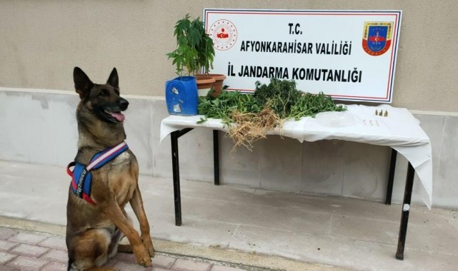 Kenevir yetiştiren baba ve oğlu jandarma yakaladı