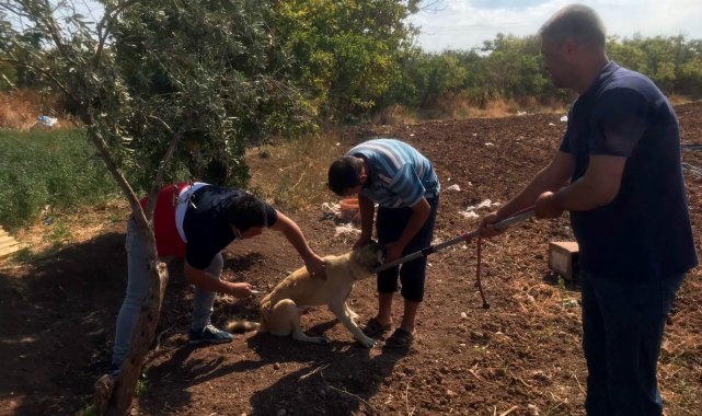 Kilis&#039;te evcil hayvanlara mikro çip uygulaması başladı