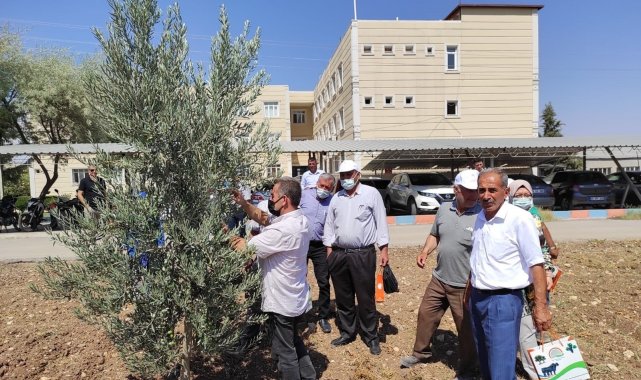 Kilis&#039;te yağlık zeytin verimi arttırılacak