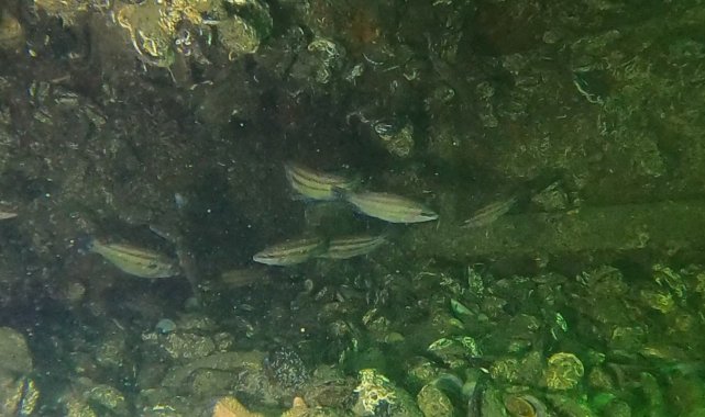 Kocaeli Körfezi&#039;ni esir alan müsilaj etkisini büyük oranda kaybetti