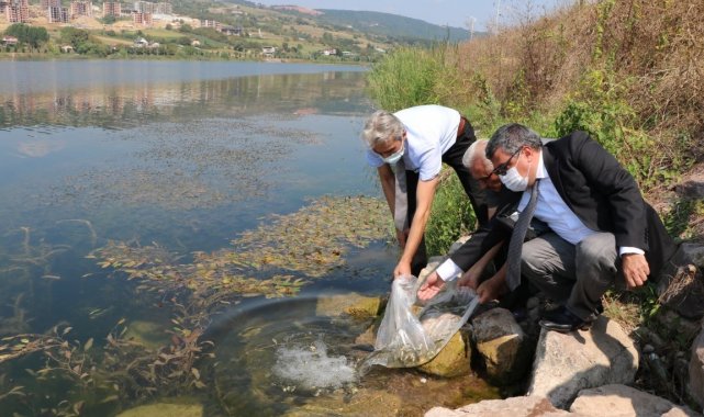 Kocaeli&#039;de göletlere 171 bin sazan balığı bırakıldı