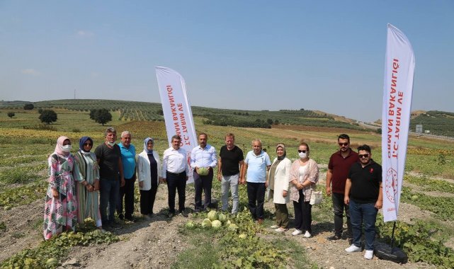 Konaklı'da kavun bereketi