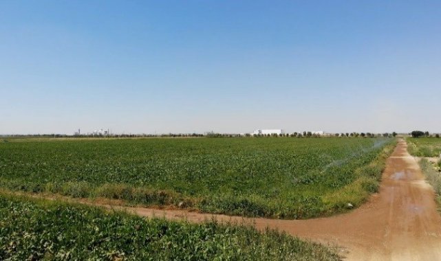 Konya Ovası&#039;nda pancarda olumsuzluk görünmüyor