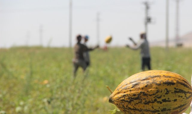 Konya Ovasında kavun hasadı zamanı