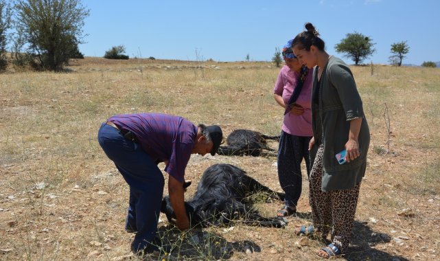 Korkuteli&#039;de 25 küçükbaş hayvan telef oldu