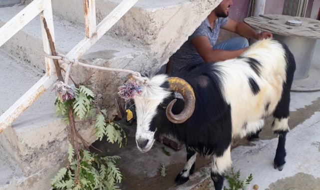 Kurban Bayramı'nda kaçan keçi 20 gün sonra bulundu