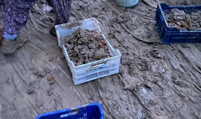 Kurumaya bırakılan kayısılar sele kapıldı