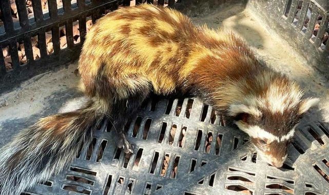 Kütahya'da yaralı alaca sansar tedavi altına alındı