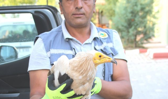 Kütahya&#039;da yaralı Mısır Akbabası tedavi altına alındı