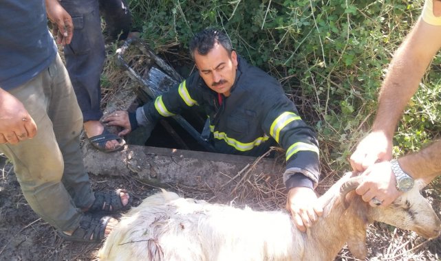 Kuyuya düşen keçiyi itfaiye ekipleri kurtardı