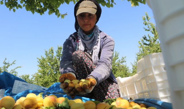 Malatyalılardan &quot;kayısı bizim&quot; tepkisi