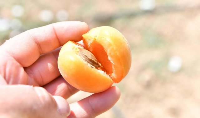 Mamak&#039;taki ekolojik köyde ilk hasat Başkan Köse&#039;den