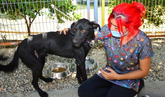 Manavgat&#039;ta veterinerler, yaralı canlar için seferber oldu