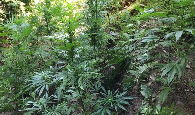 Manisa&#039;da 519 kök kenevir bitkisi ve 2 kilogram kubar esrar ele geçirildi