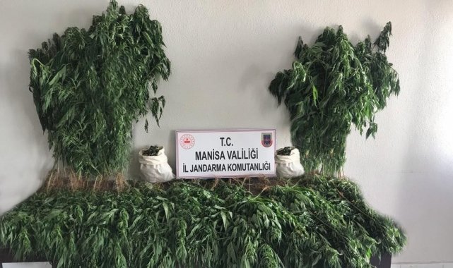 Manisa&#039;da bin 71 kök kenevir ve 3 kilo kubar esrar ele geçirildi