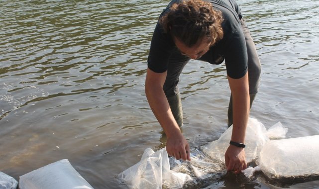 Manyas ve Kepsut göl barajına yavru sazan salındı