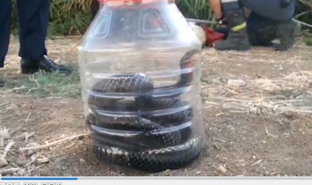 Mersin&#039;de evde yakalanan yılan doğaya bırakıldı