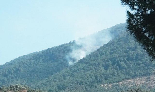 Milas&#039;ta orman yangını
