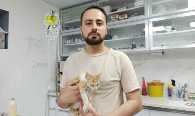 Muğla&#039;daki yangınlarda yaralanan kedi Eskişehir&#039;de tedavi altında