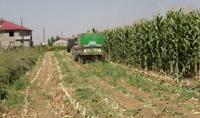 Muş&#039;ta silajlık mısır hasadına başlandı