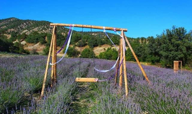 Nallıhan&#039;da lavanta bahçeleri ziyaretçilere görsel şölen sunuyor