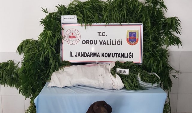 Ordu'da uyuşturucu operasyonu