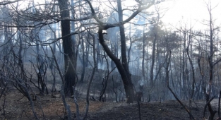 Orman yangını kontrol altına alındı