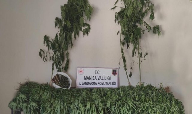 Ormanlık alanda 519 kök kenevir ve 2 kilogram kubar esrar ele geçirildi