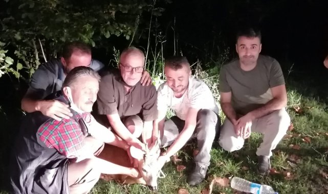 Otomobilin çarptığı karaca yaralandı