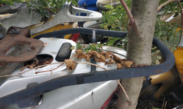 Otoparka terk edilen motosikletin bagaj rafı arasından ağaç büyüdü