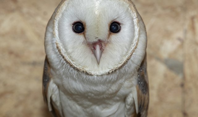 Peçeli baykuş yavrusu Tarsus Doğa Parkı&#039;nda hayat buldu