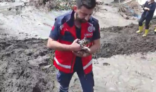 Pendik Belediyesi ekipleri selde mahsur kalan kediyi böyle kurtardı