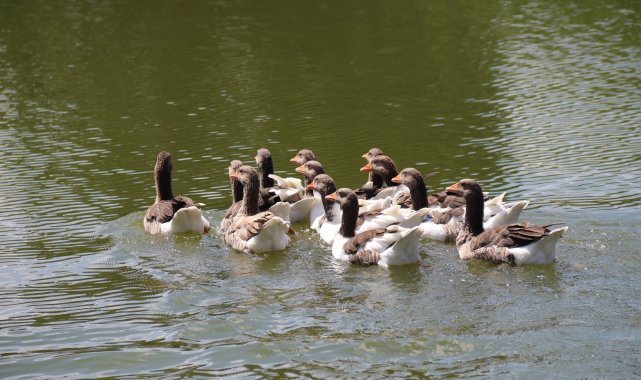 Porsuk Çayı&#039;nda kazlardan görsel şölen