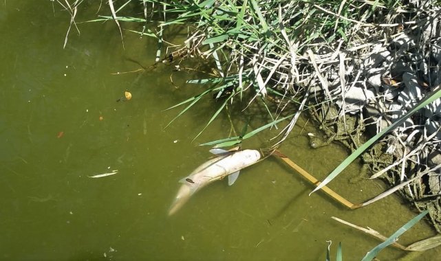 Porsuk&#039;ta balık ölümleri devam ediyor