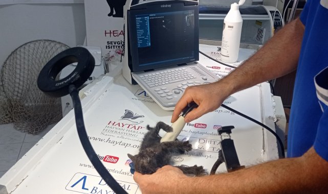 Poşet içerisinde ölüme terk edilen yavru kedi çocuklar sayesinde kurtuldu