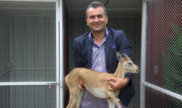 Raybüsün çarpması sonucu yaralanan yavru dağ keçisi DKMP&#039;de koruma altına alındı